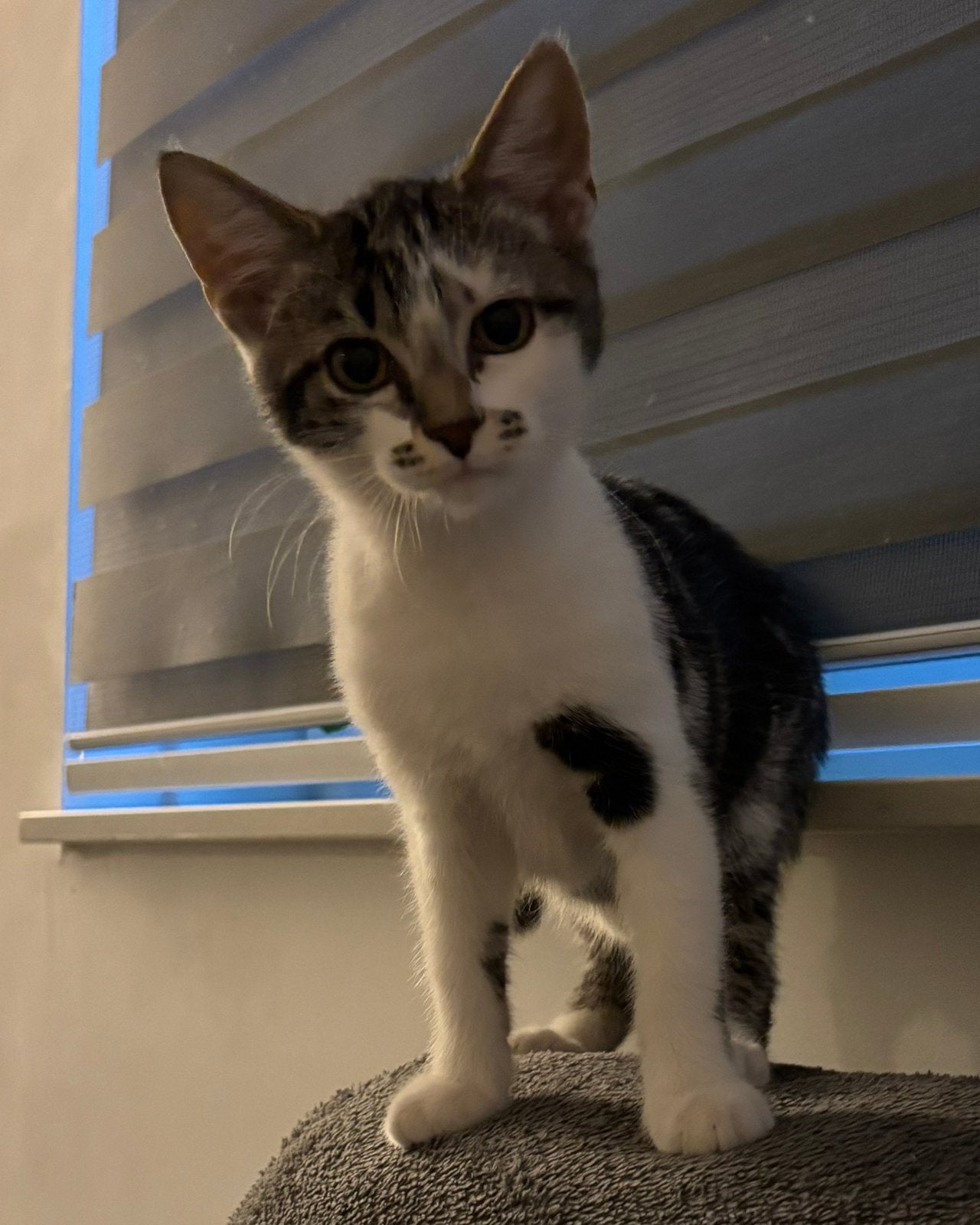 Europese korthaar katertje, Dieren en Toebehoren, Katten en Kittens | Overige Katten, Kater