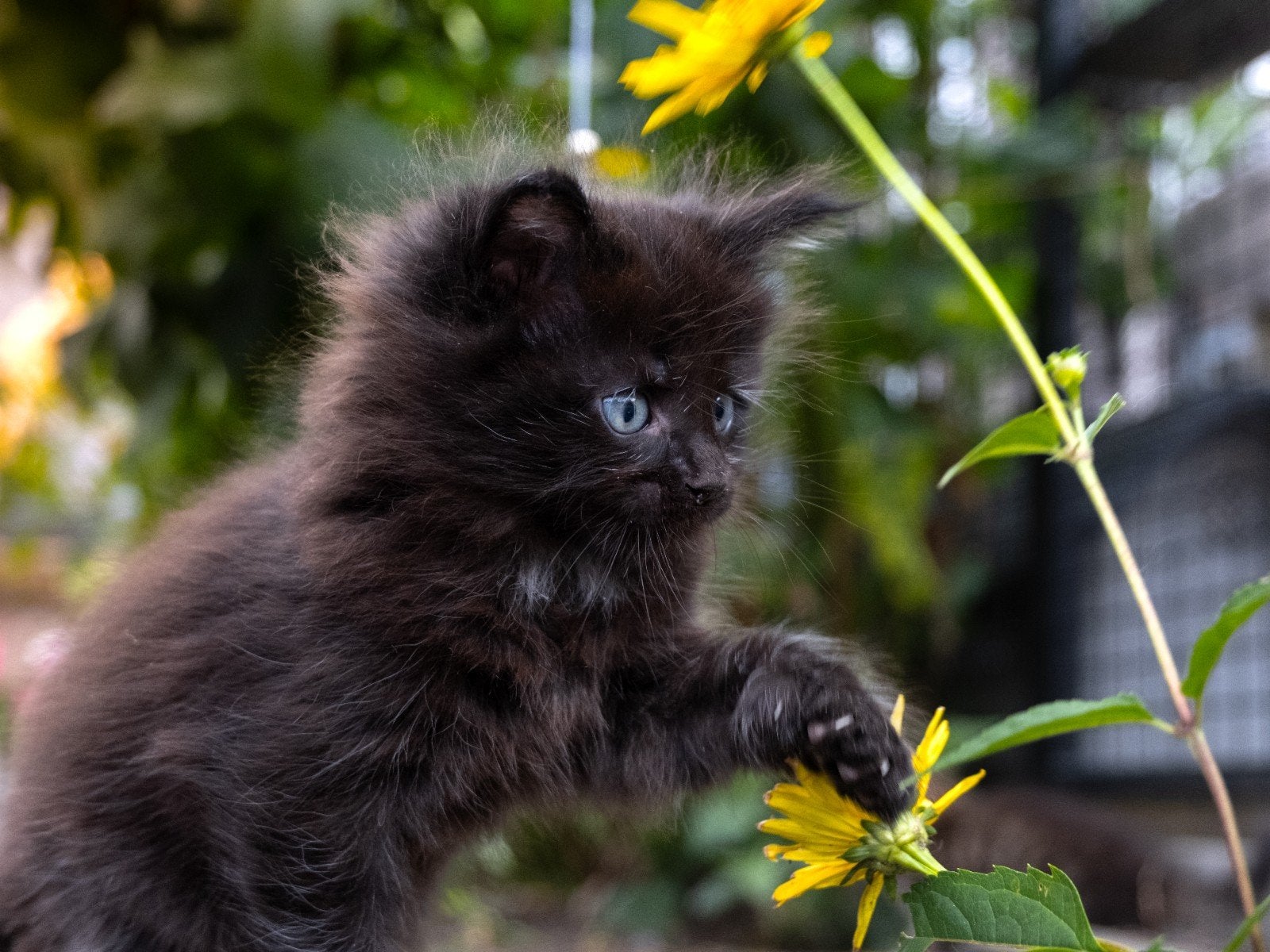 Prachtige maine coon kittens ., Meerdere dieren, 0 tot 2 jaar
