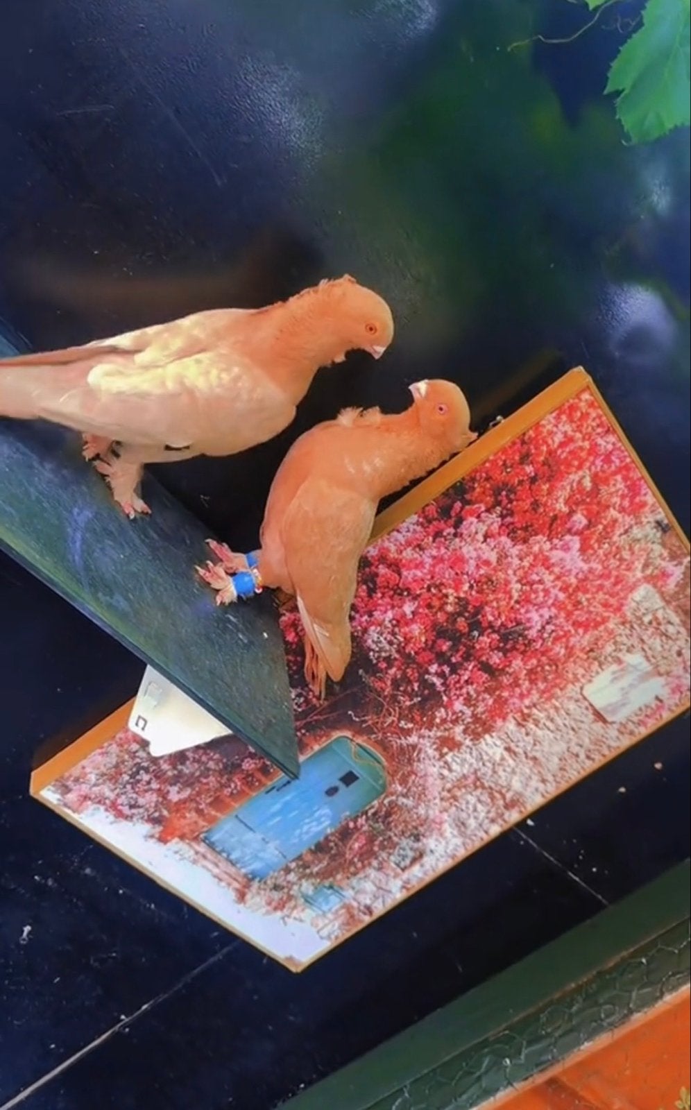 0687722941, Dieren en Toebehoren