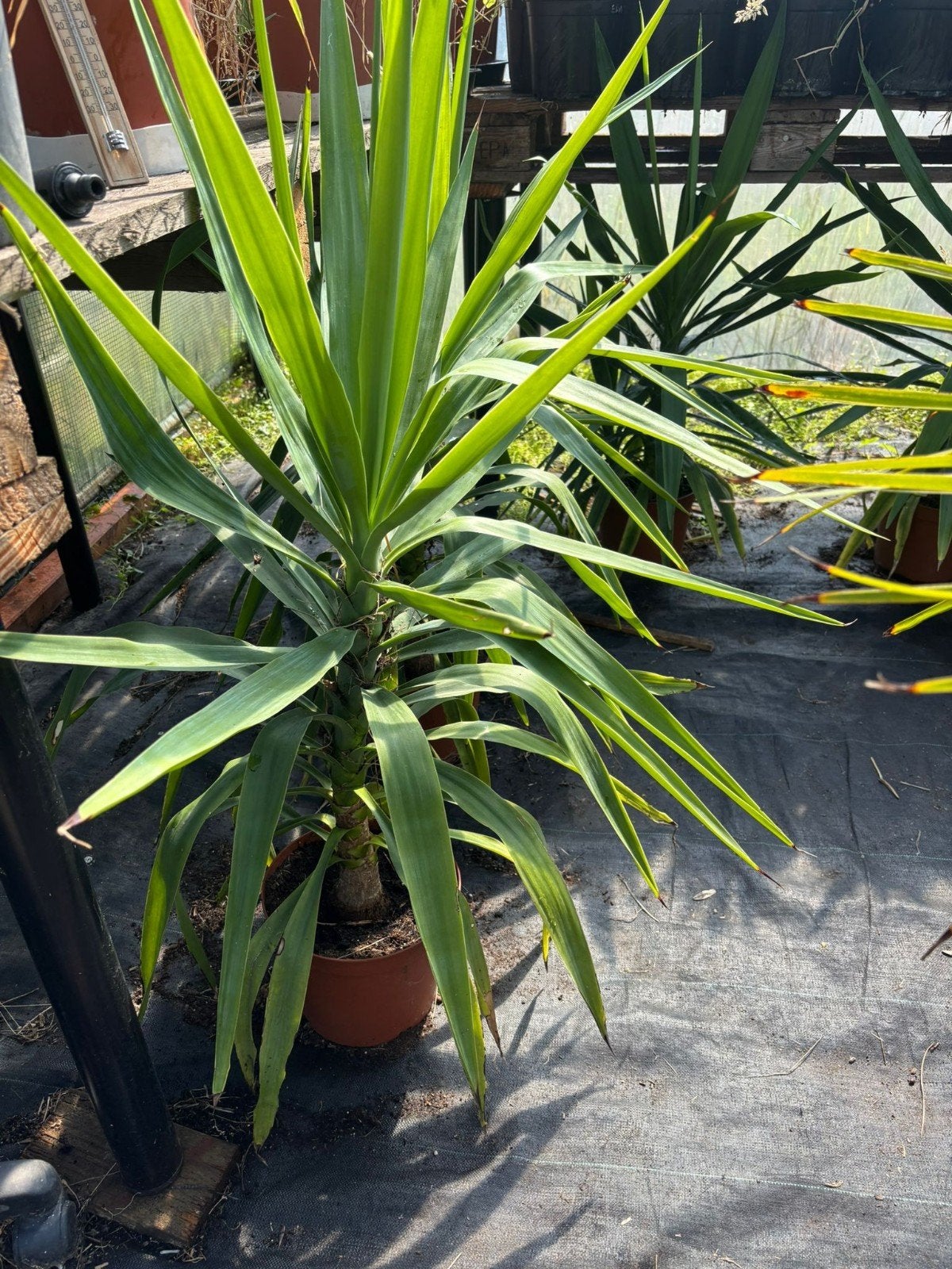 Ivm minderen kwekerij, nu uitverkoop bijv Yucca olyphantipes, Ophalen, Overige soorten, Volle zon