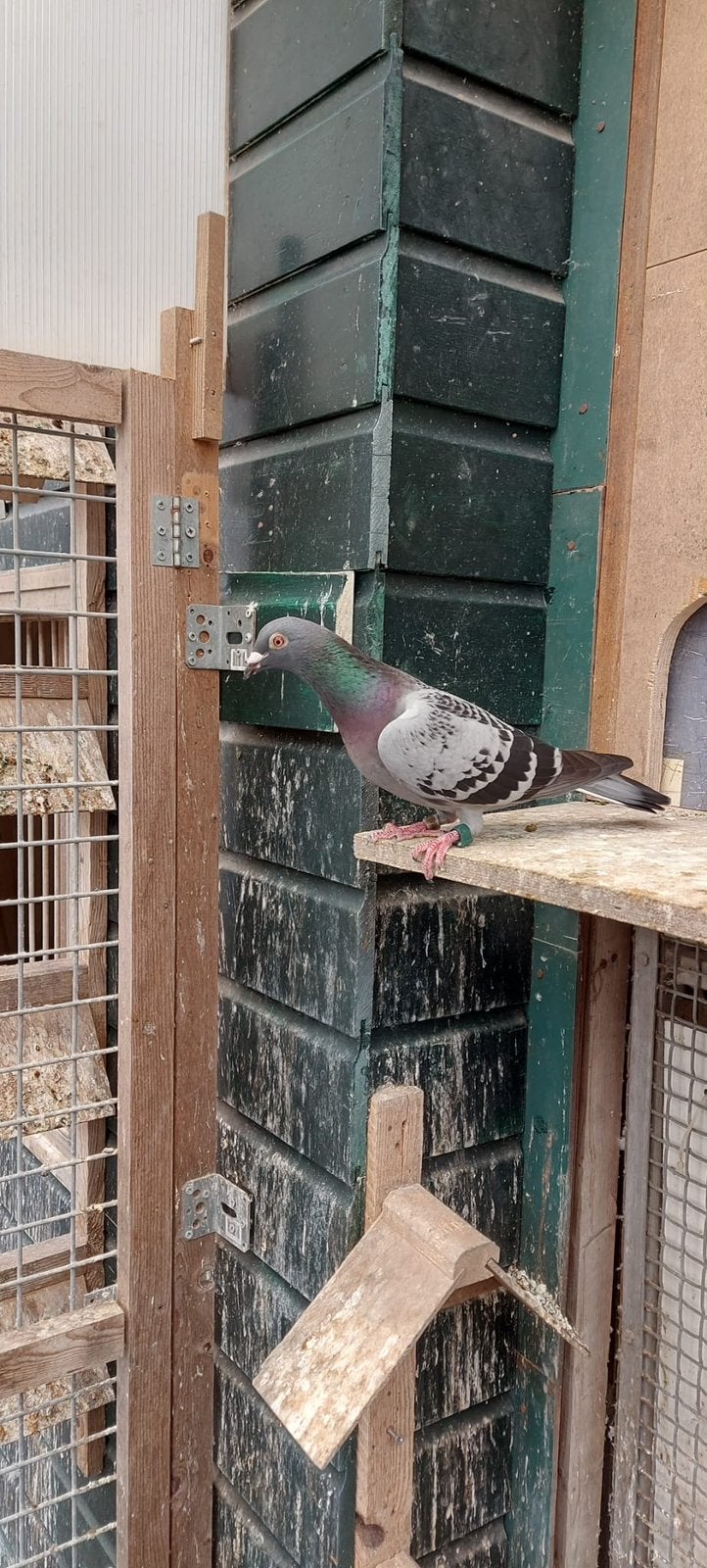 Postduiven asduif, Dieren en Toebehoren, Vogels | Duiven, Postduif