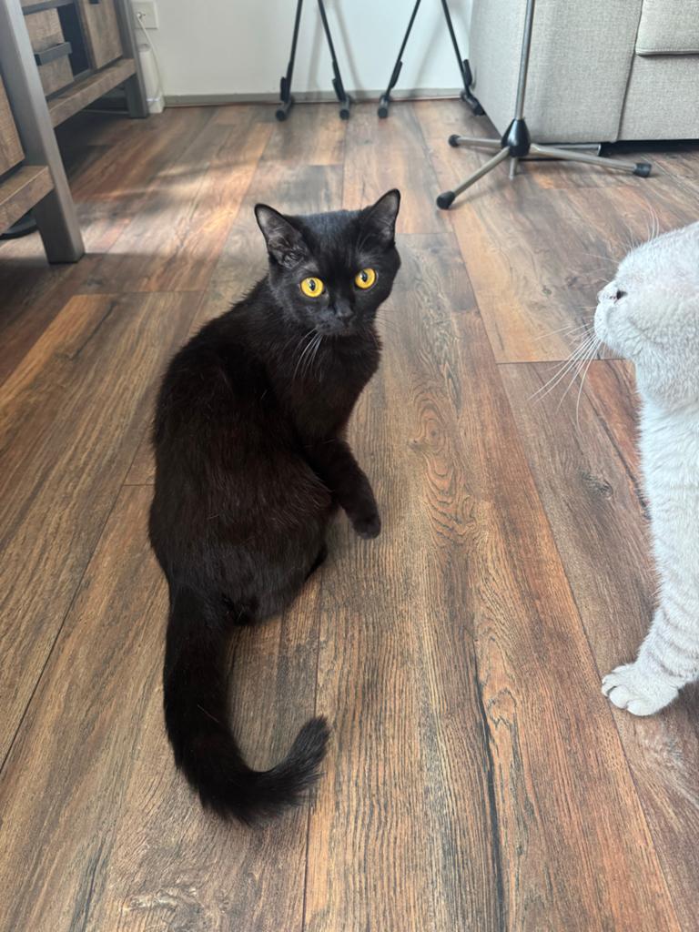 Brietsekorthaar, Poes