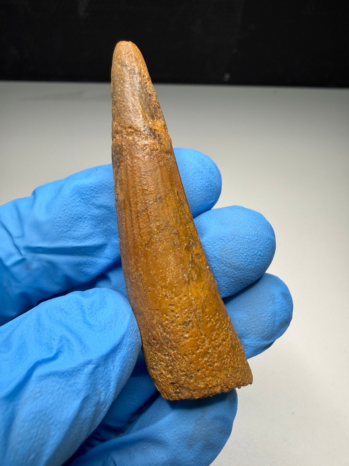 Lange Spinosaurus tand, Ophalen of Verzenden, Fossiel