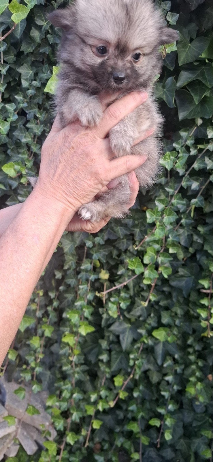 Promchi  3 Reutjes, Dieren en Toebehoren, CDV (hondenziekte), Reu, 8 tot 15 weken, Meerdere