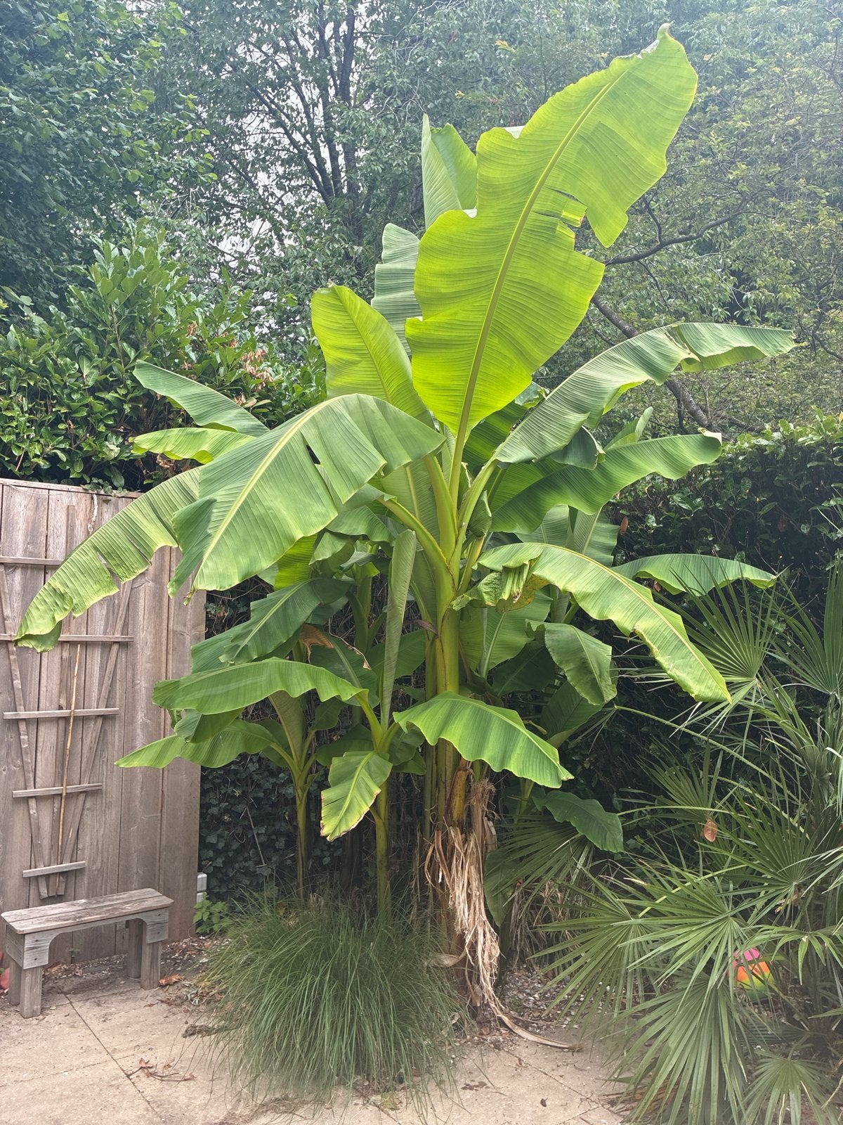 Winterharde Musa Bananenboom - 4 grote, 5 kleine (zelf uitgr, Tuin en Terras, Ophalen, Volle zon, Vaste plant, Bloeit niet