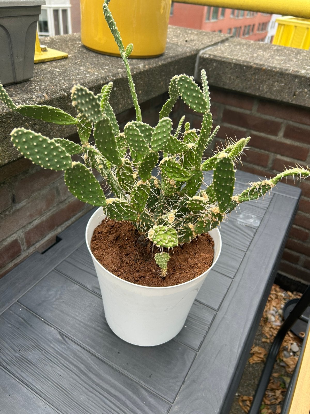 Opuntia cactus, Tuin en Terras, Ophalen, Overige soorten, Volle zon