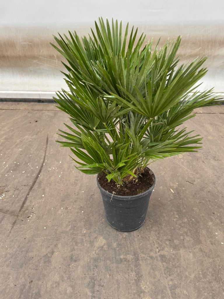 Palm vulcano p 24 cm h 80 cm, Ophalen, Overige soorten, Volle zon