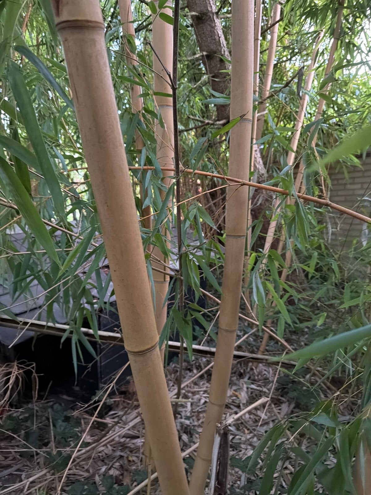 Bamboe planten - bamboestokken, Overige soorten, Volle zon, Vaste plant, Ophalen of Verzenden