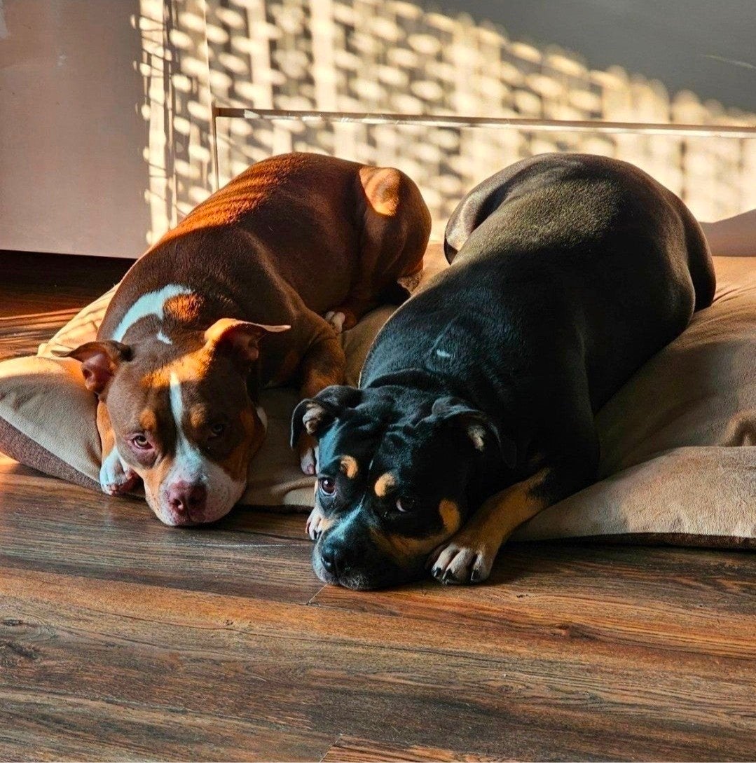 2 mooie pocket bully.s  4 en 2 jaar, Meerdere, 3 tot 5 jaar, Nederland, Particulier