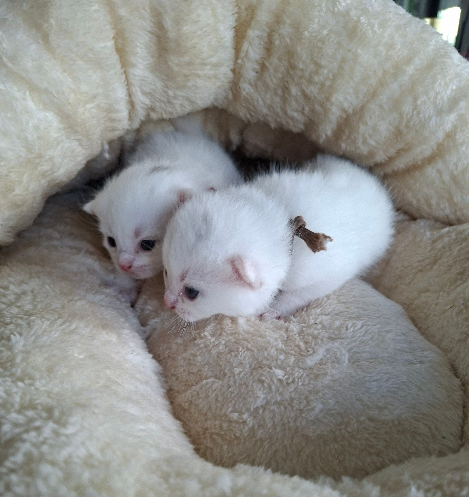 Britse korthaar kittens 2 witte katertjes nog beschikbaar, Kater, Kortharig, 0 tot 2 jaar