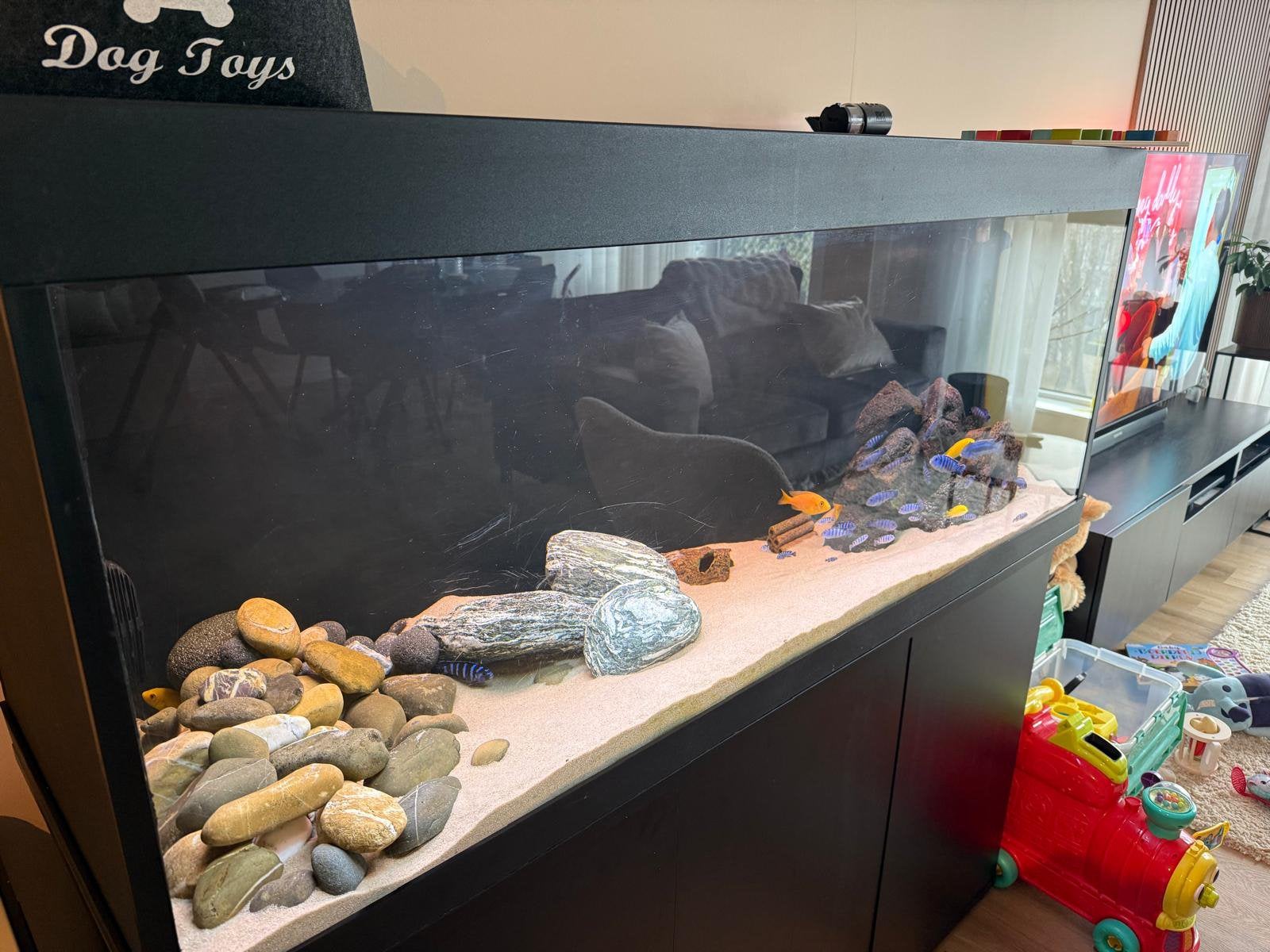 Juwel Rio 450 aquarium compleet met Fluval FX6+Malawi vissen, Dieren en Toebehoren, Vissen | Aquaria en Toebehoren, Ophalen, Gebruikt