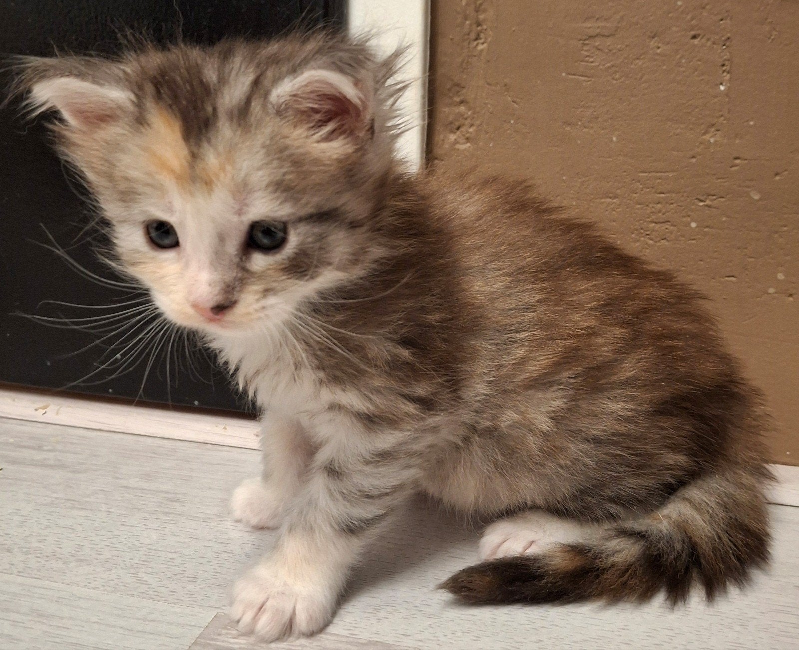 kittens 💯% Maine Coon, Dieren en Toebehoren, Katten en Kittens | Raskatten | Langhaar, Meerdere dieren, Gechipt, 0 tot 2 jaar