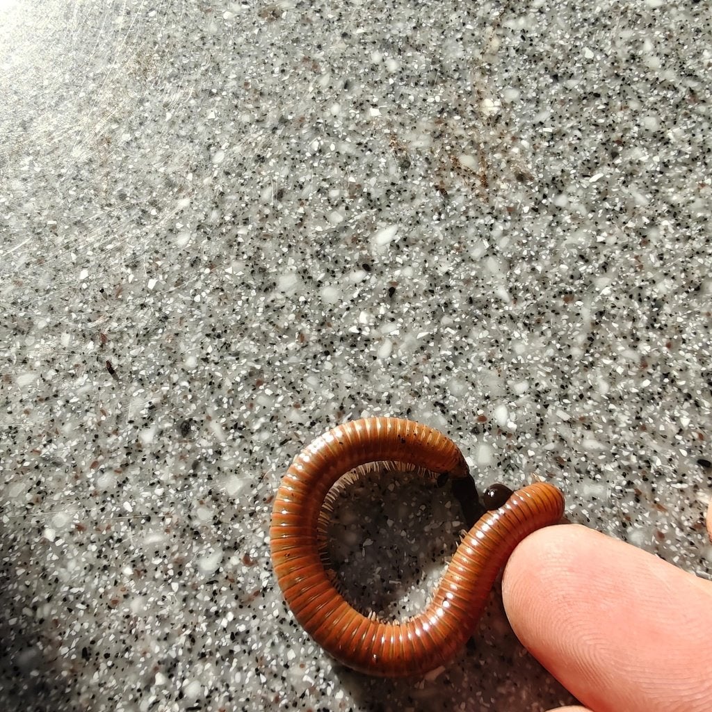 spirostreptus sp1 jonge miljoenpoot, Dieren en Toebehoren, Overige soorten