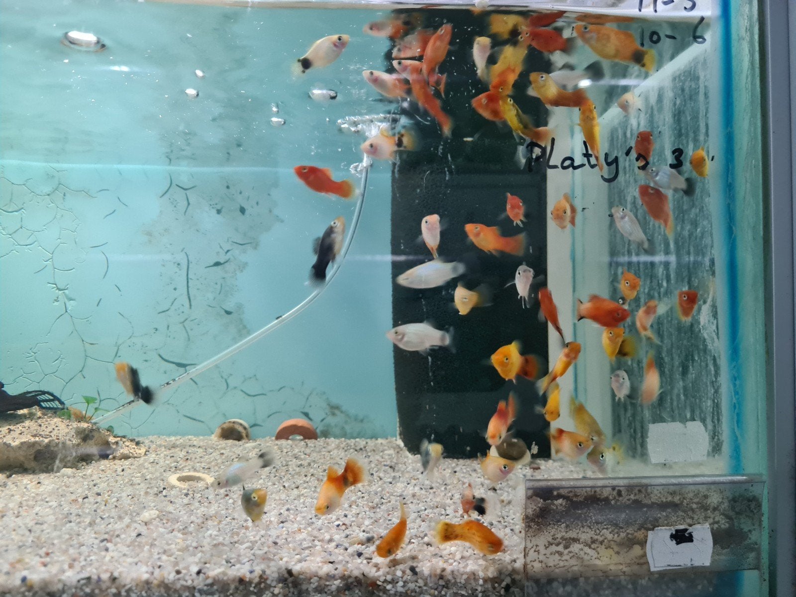 Platy, Xiphophorus Maculatus, Platy's, Dieren en Toebehoren, Vis, Zoetwatervis