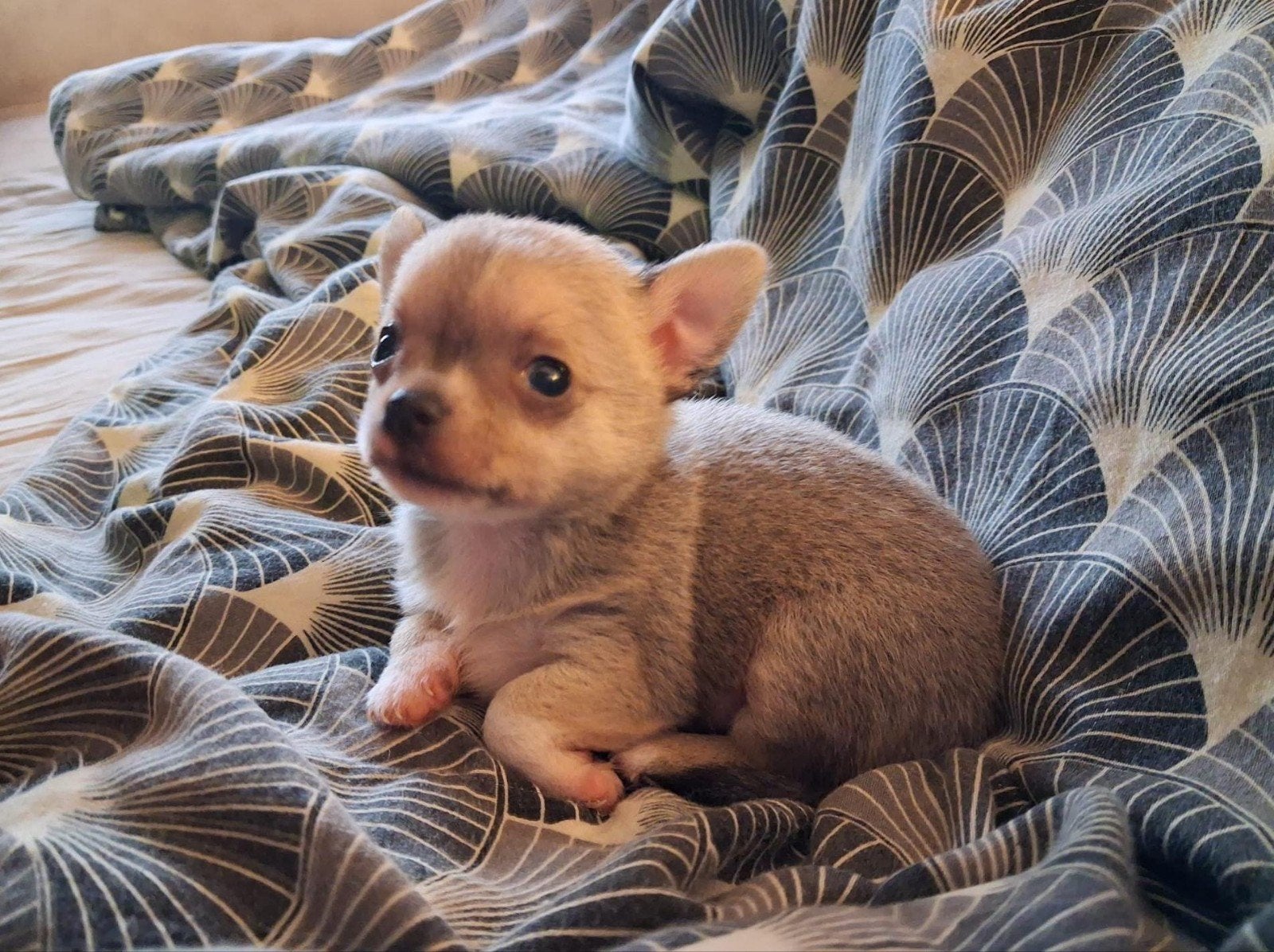 Prachtige mini tea cup chihuahua reutje pup, Dieren en Toebehoren, Honden | Chihuahua's en Gezelschapshonden, Reu, 8 tot 15 weken