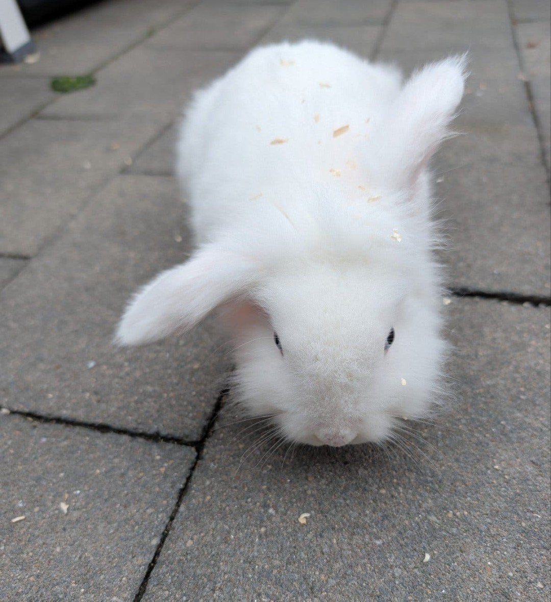 lief mannetjes konijn, Dieren en Toebehoren, Mannelijk