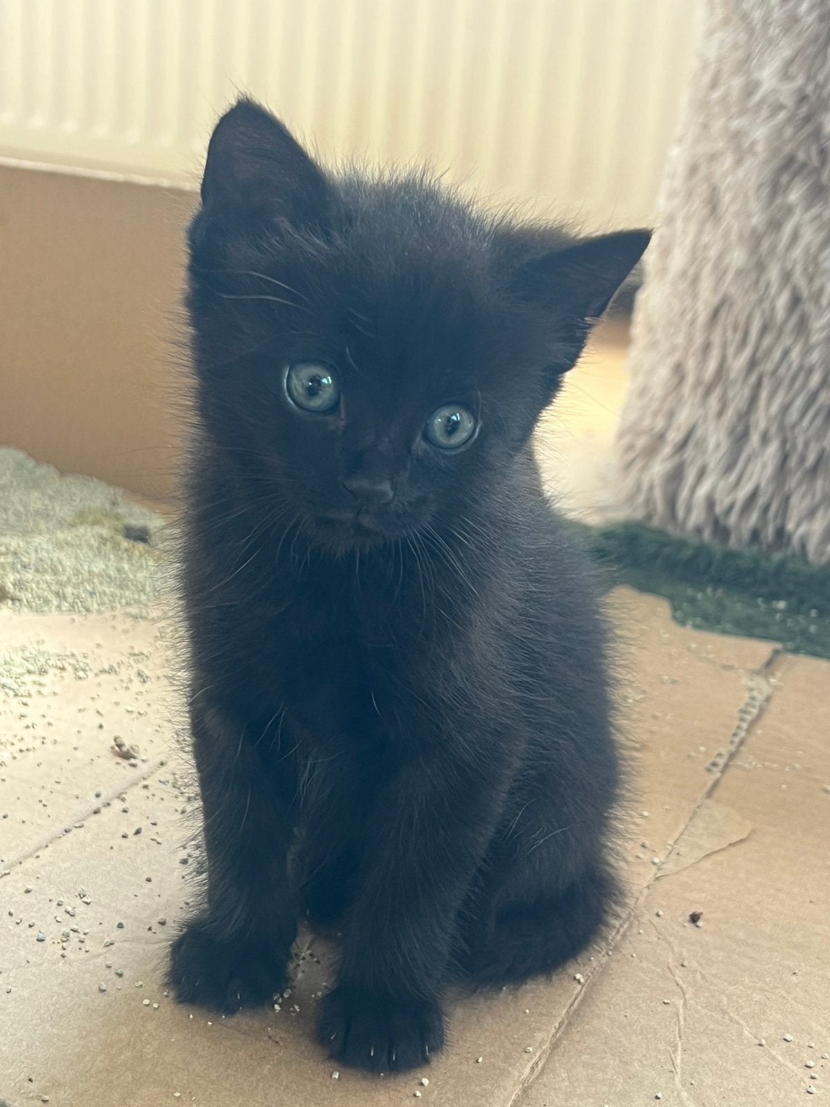 Super lieve knappe kittens, Meerdere dieren