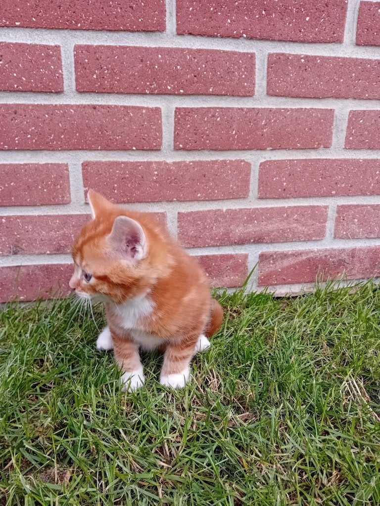 kittens, Dieren en Toebehoren, Meerdere dieren, Kortharig, 0 tot 2 jaar