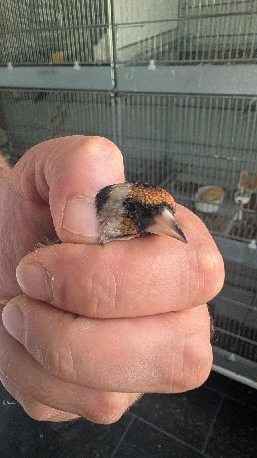 puters klein barva, Dieren en Toebehoren, Vogels | Overige Vogels, Mannelijk, Roofvogel