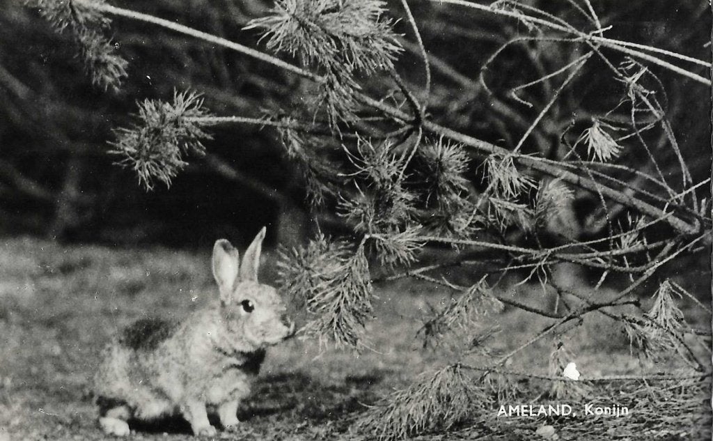Ameland- -Konijn., Verzenden, 1960 tot 1980, Gelopen, Waddeneilanden