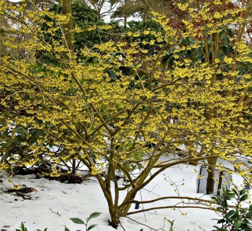 Toverhazelaar Hamamelis in pot - Bloeit in de winter!, Winter, Overige soorten, 250 tot 400 cm, Ophalen