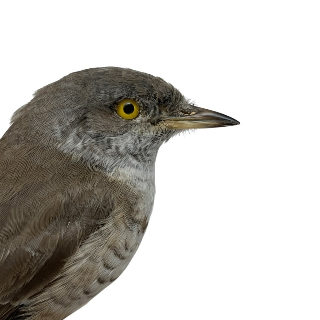 Opgezette Sperwergrasmus, Verzamelen, Ophalen of Verzenden, Zo goed als nieuw, Vogel, Opgezet dier