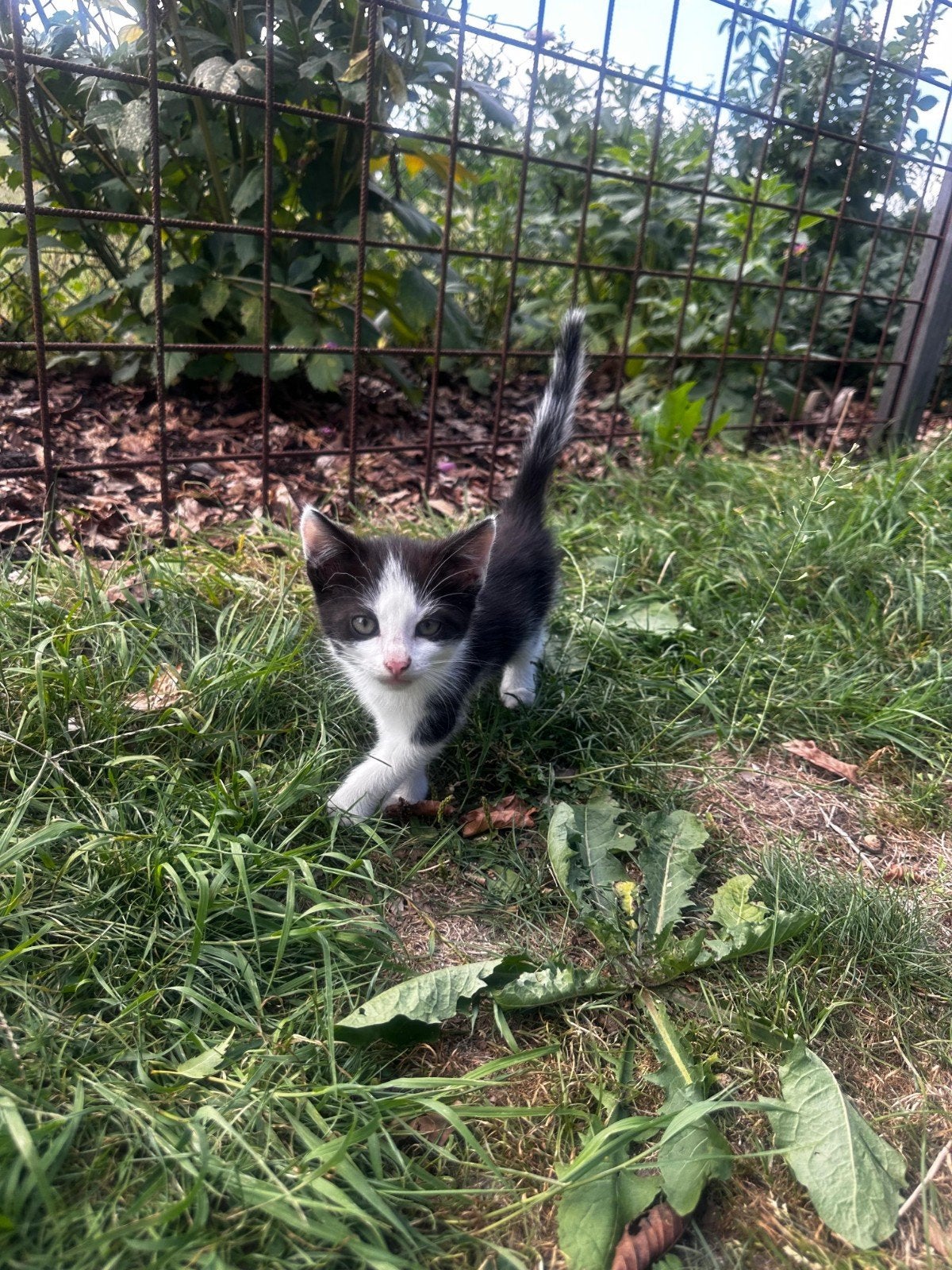 jonge kittens, Dieren en Toebehoren, Meerdere dieren, Kortharig, 0 tot 2 jaar