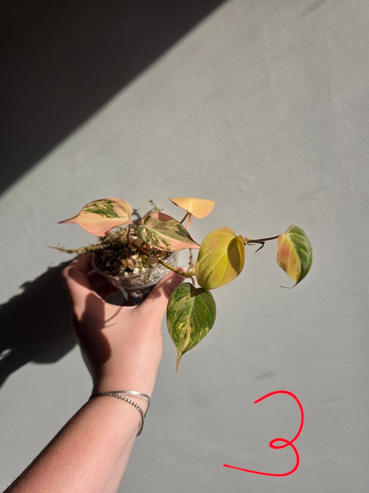 Philodendron micans pink varigata, Huis en Inrichting, Kamerplanten, Ophalen of Verzenden, Halfschaduw, Minder dan 100 cm
