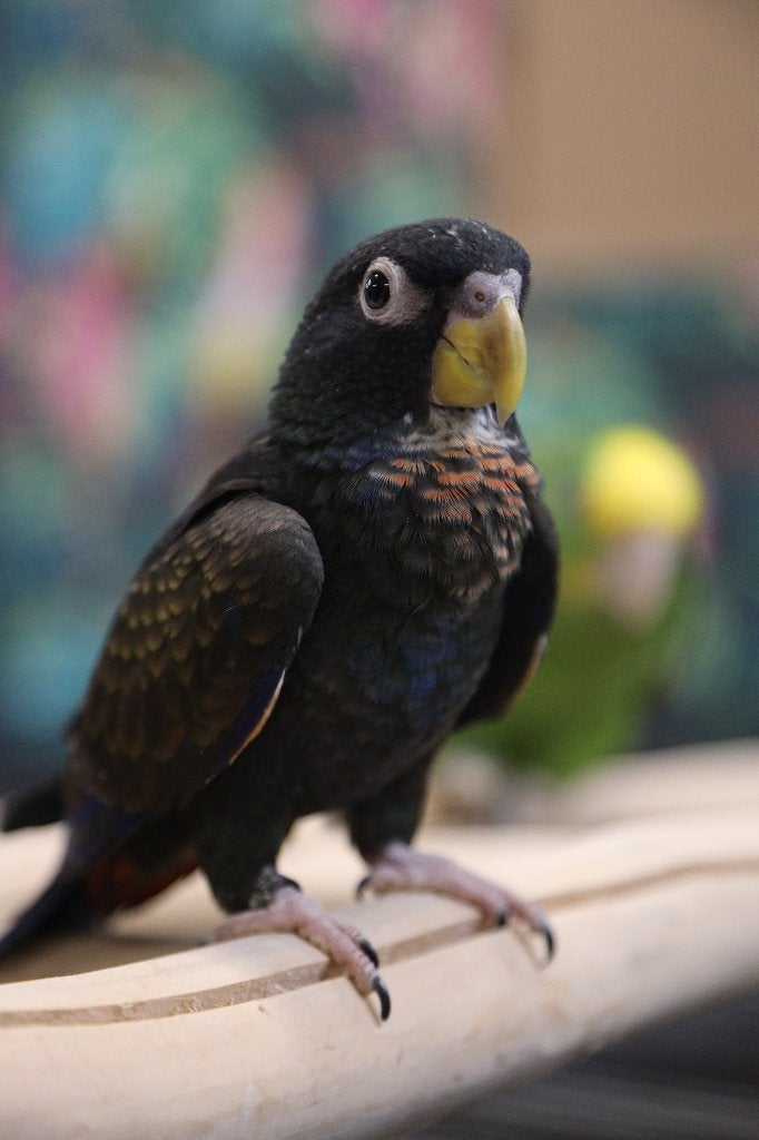 Lieve | Jonge Baby Pionussen Bronsvleugel | Handtam | Getest, Meerdere dieren, Papegaai, Pratend