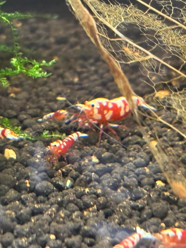 Red fancy tigers low grade, Kreeft, Krab of Garnaal