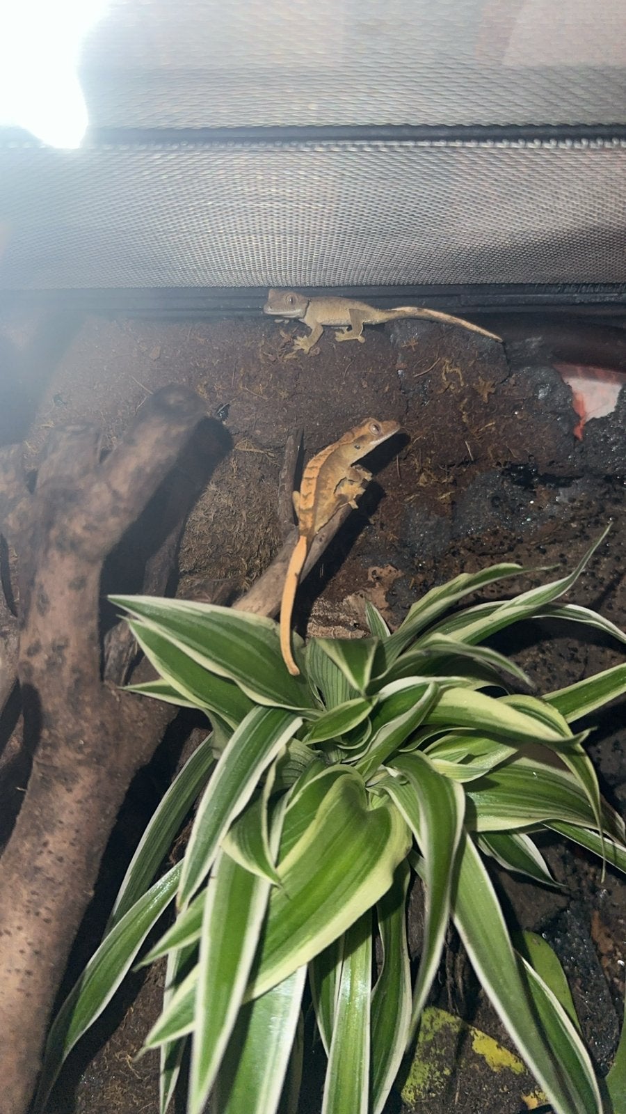 WimperGekko’s Crested Gecko - unknown for sale from Ramon Mulder