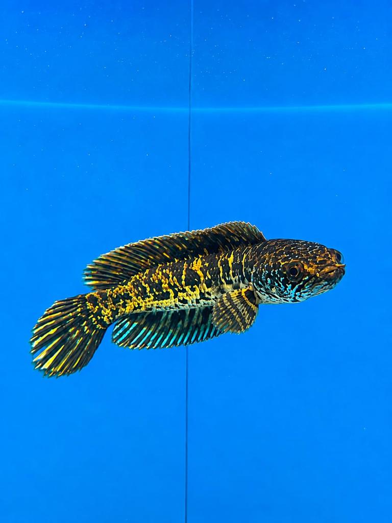 Channa aurantimaculata, Vis