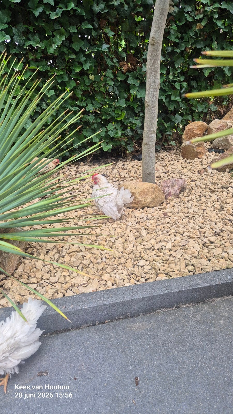 Serama krulveer haantje, Dieren en Toebehoren, Pluimvee, Mannelijk, Kip