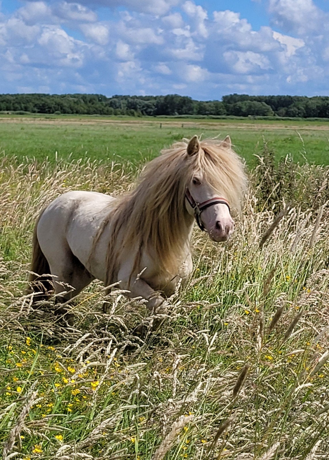 Perlino Mini Hengst, kleur getest!, Dieren en Toebehoren, Pony's, Hengst, Onbeleerd, A pony (tot 1.17m), Recreatiepony, 7 tot 10 jaar