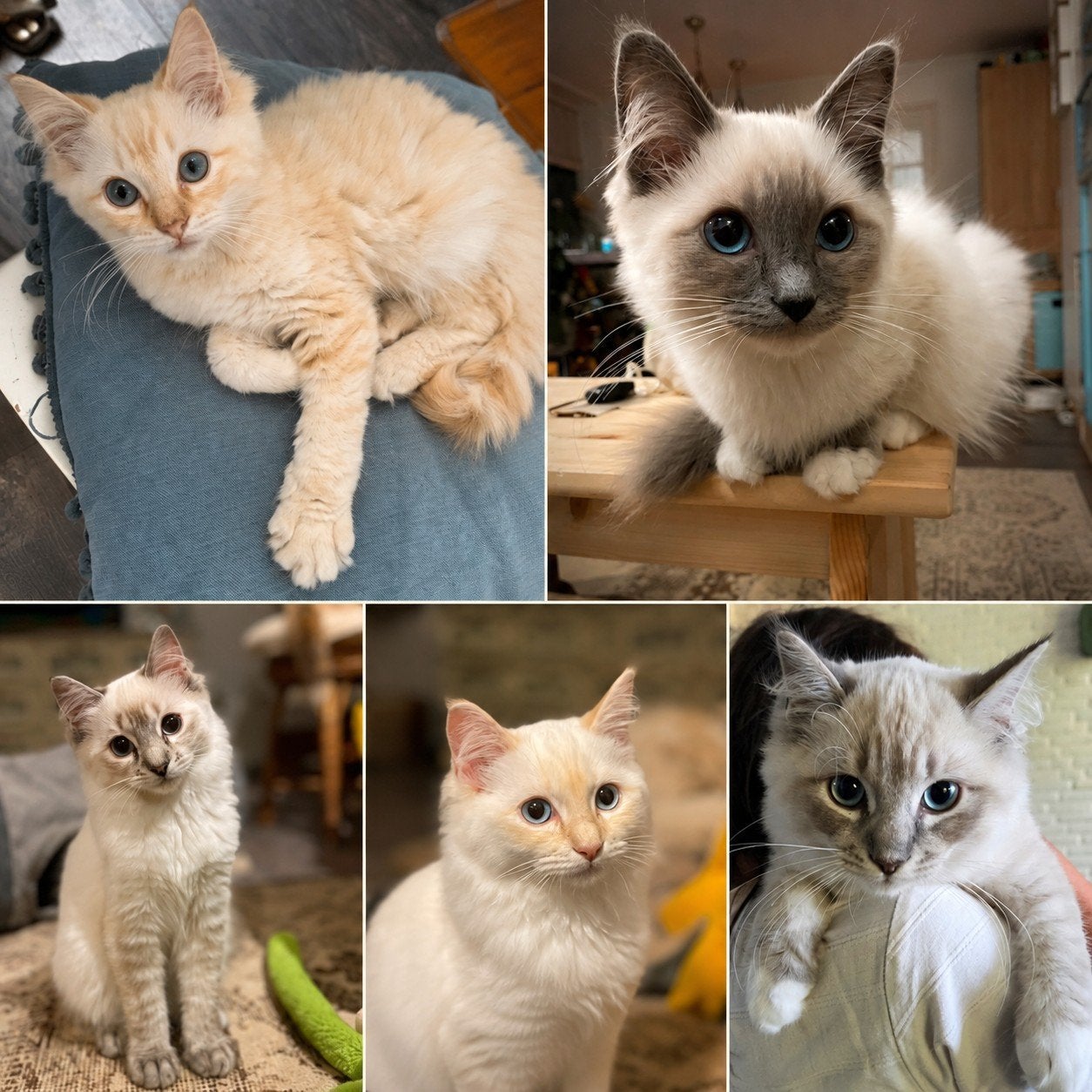 Ragdoll kittens (m/v), Dieren en Toebehoren, Meerdere dieren, Gechipt, 0 tot 2 jaar