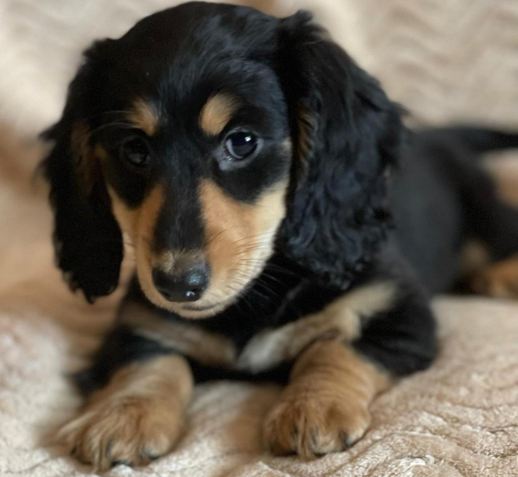Mooi black and creme teckeltjes, Dieren en Toebehoren, Honden | Teckels en Dashonden, Parvo, 8 tot 15 weken, Dwerg, Langhaar