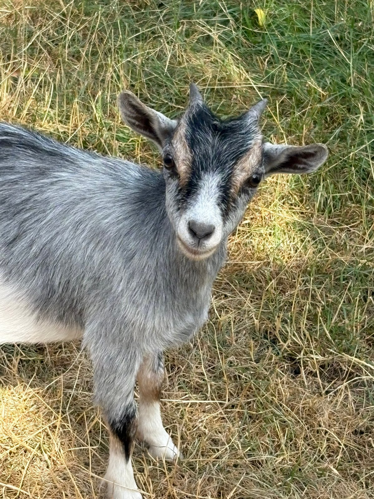 Tk dwerggeit schimmel & tan, Dieren en Toebehoren, Schapen, Geiten en Varkens, Vrouwelijk, Geit