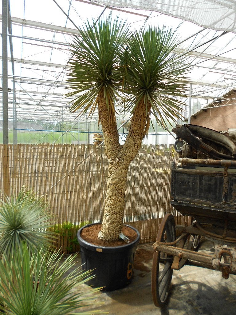 Yucca Rostrata, Overige soorten, 100 tot 250 cm, Zomer, Ophalen