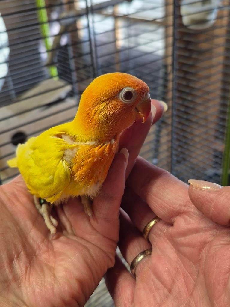 Fischeri agapornis lutino mag binnenkort het nest verlaten., Geslacht onbekend, Dwergpapegaai of Agapornis, Geringd