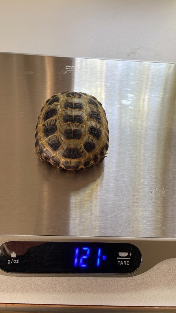 Vierteenlandschildpadden nakweek 2023 (4 vrouw, 1 man) Tortoise photo 3