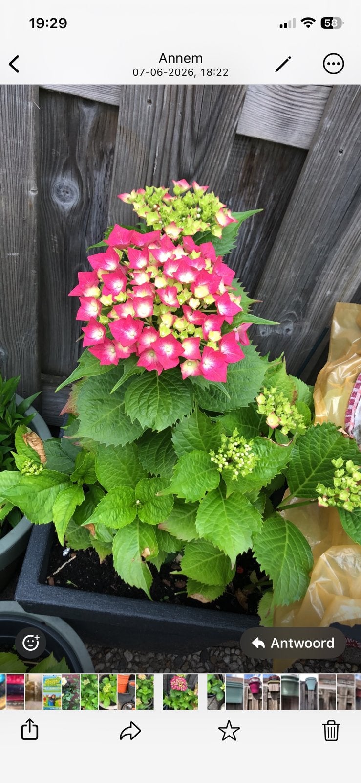 Prachtige Hortensia's in diverse kleuren en bloempotten mooi, Tuin en Terras, Vaste plant, Halfschaduw, Zomer, Ophalen