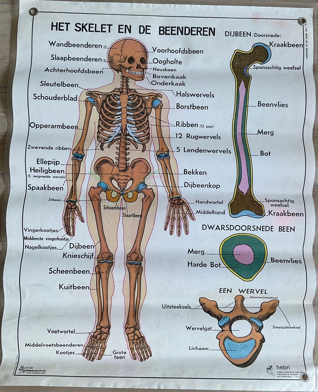 Vintage Hebri Anatomie Schoolplaten (7 stuks) 72x93cm, Antiek en Kunst, Ophalen of Verzenden, Natuur en Biologie