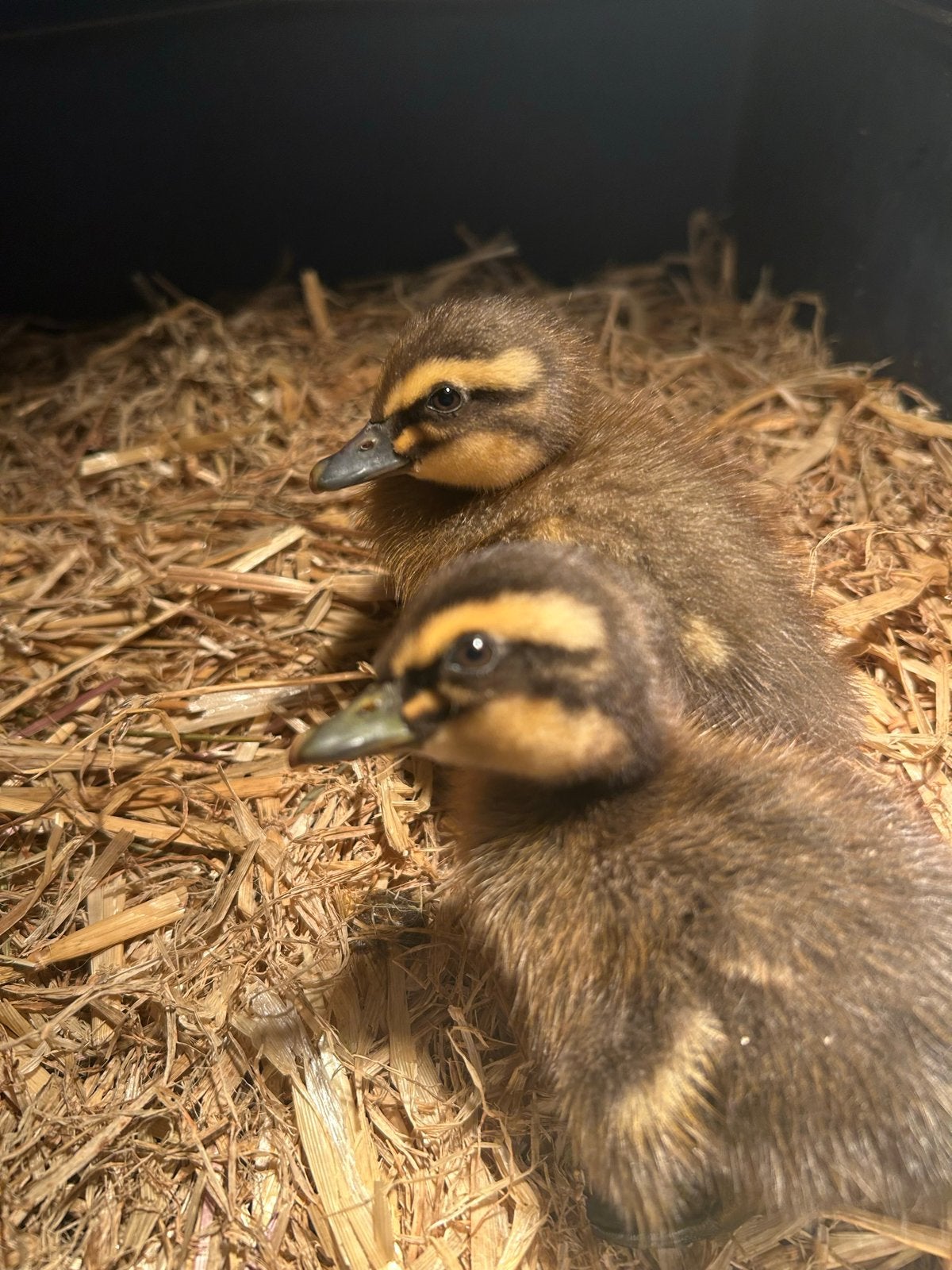 Saxon eend kuikens, Meerdere dieren, Eend
