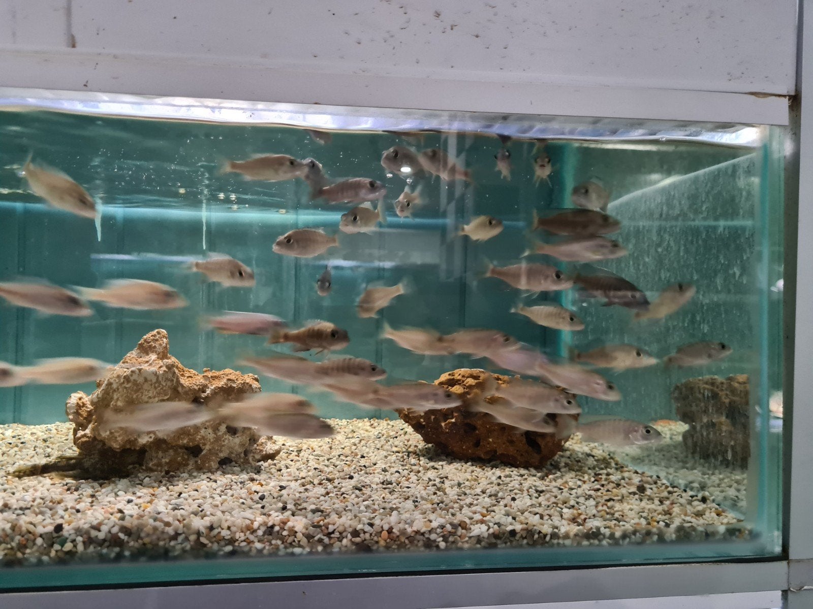 Sciaenochromis Freyeri Malawi Cichliden, Vis, Zoetwatervis