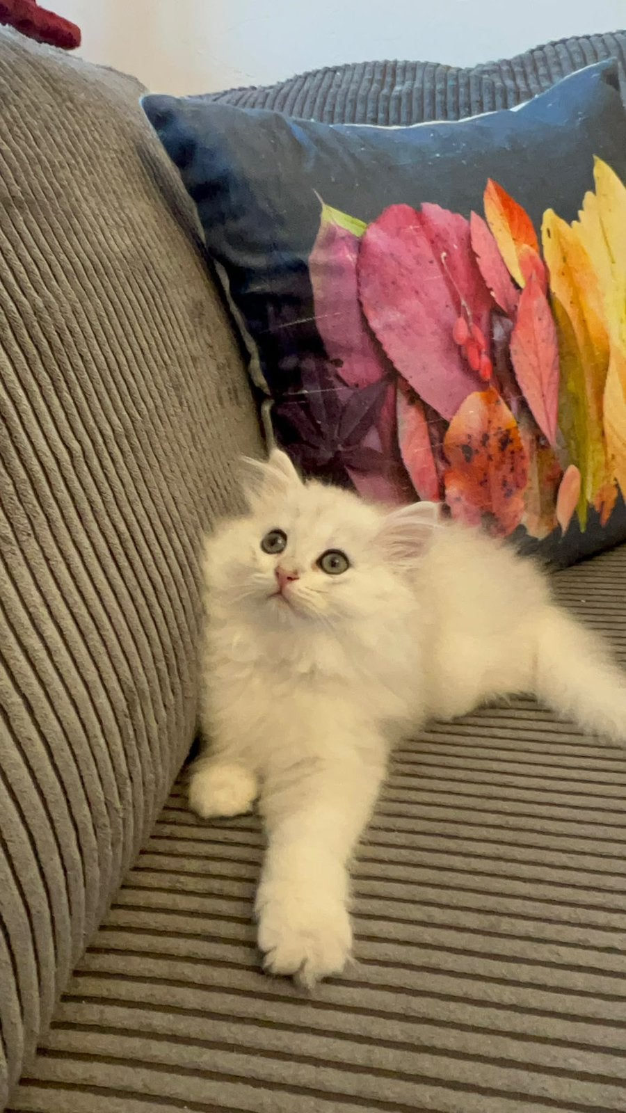 british longhair, Meerdere dieren, Langharig, 0 tot 2 jaar