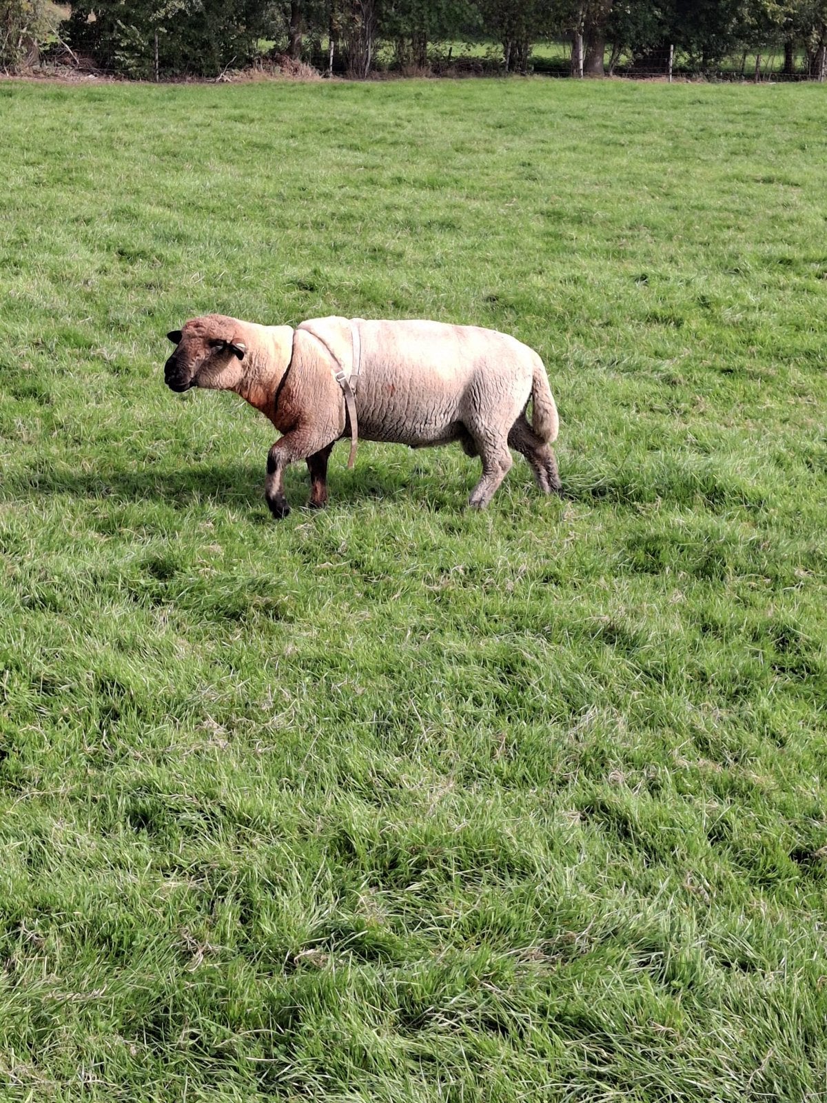 Hampshire down Ram, Dieren en Toebehoren, Mannelijk, Schaap