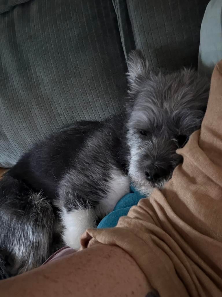 Pomsky x shih-tzu zwart/wit, Dieren en Toebehoren, Honden | Poolhonden, Keeshonden en Oertypen, Parvo, 15 weken tot 1 jaar, Eén hond