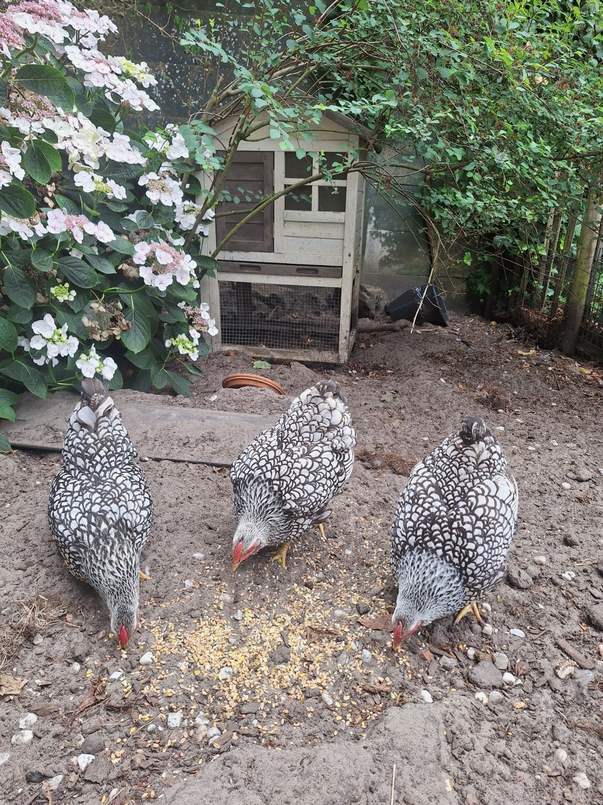 4 Kriel kippen, Dieren en Toebehoren, Pluimvee, Vrouwelijk, Kip