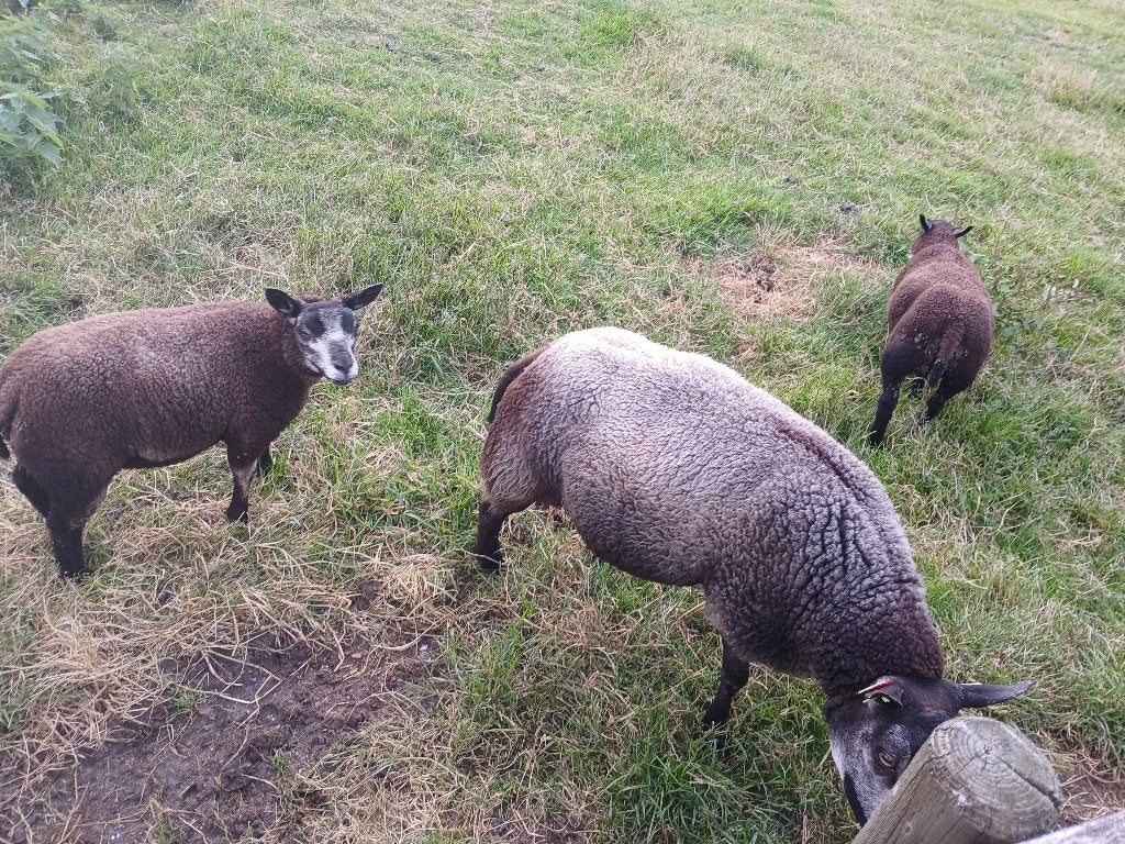 Te koop ooi met 2 ooilammeren.(texelaar), Vrouwelijk, Schaap, 0 tot 2 jaar
