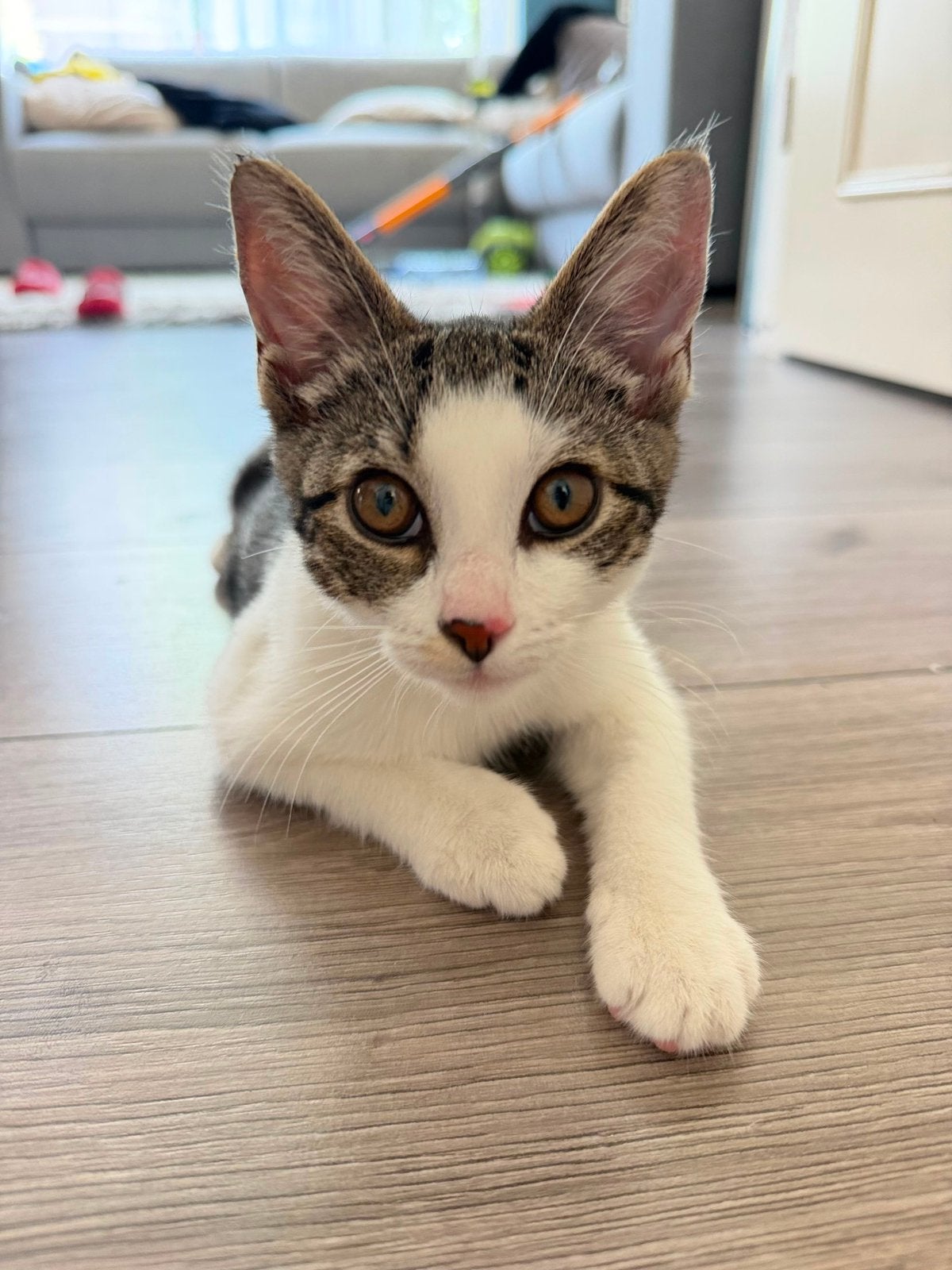 Europese korthaar, Poes